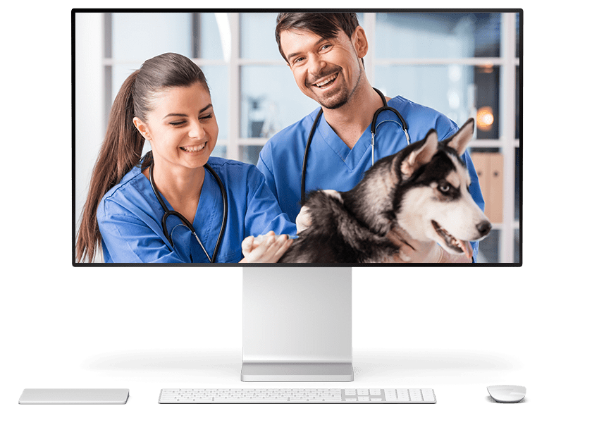 veterinarian seo services